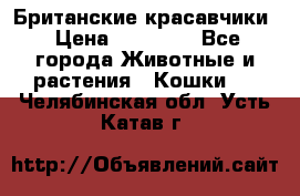 Британские красавчики › Цена ­ 35 000 - Все города Животные и растения » Кошки   . Челябинская обл.,Усть-Катав г.